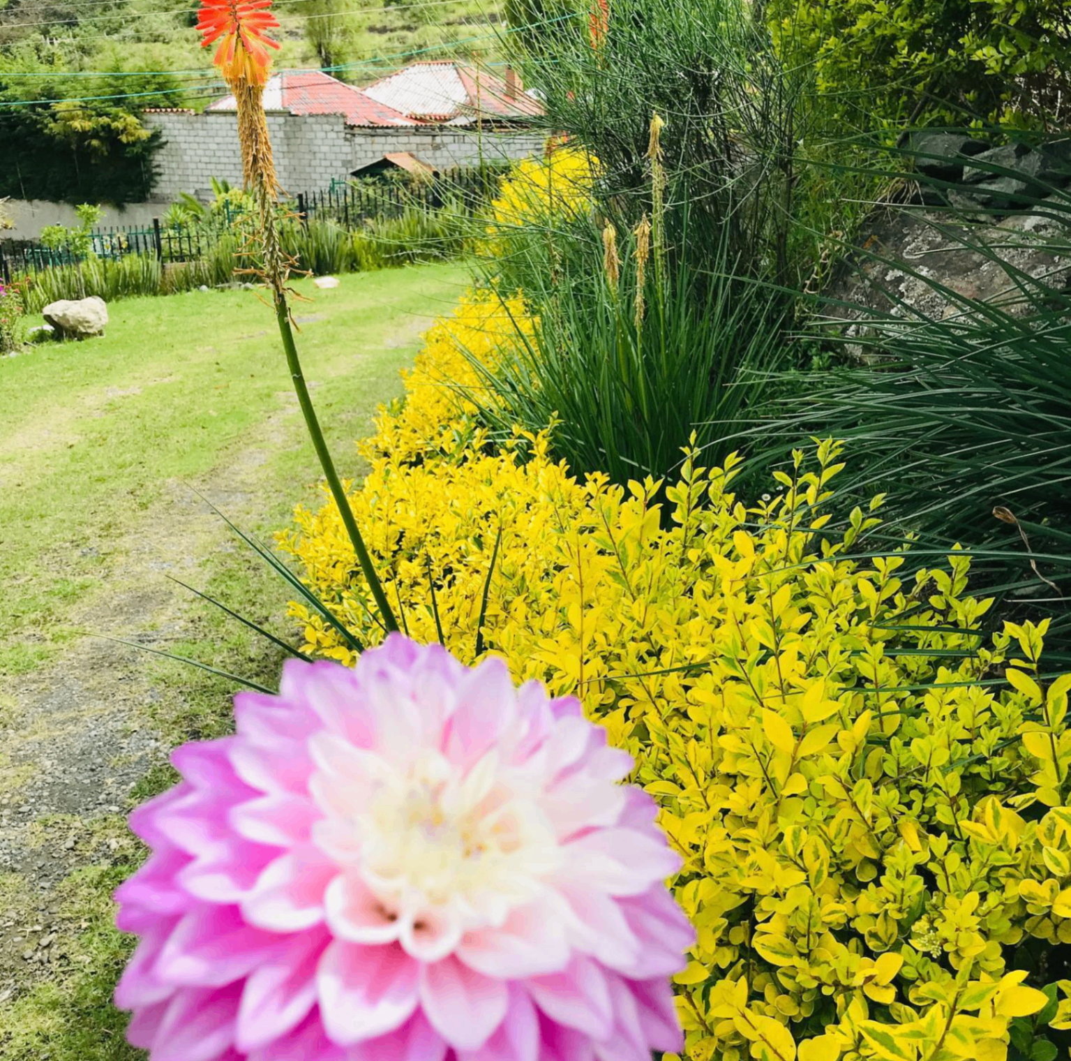Jardín paisajístico con flor rosada, follaje amarillo y césped amplio