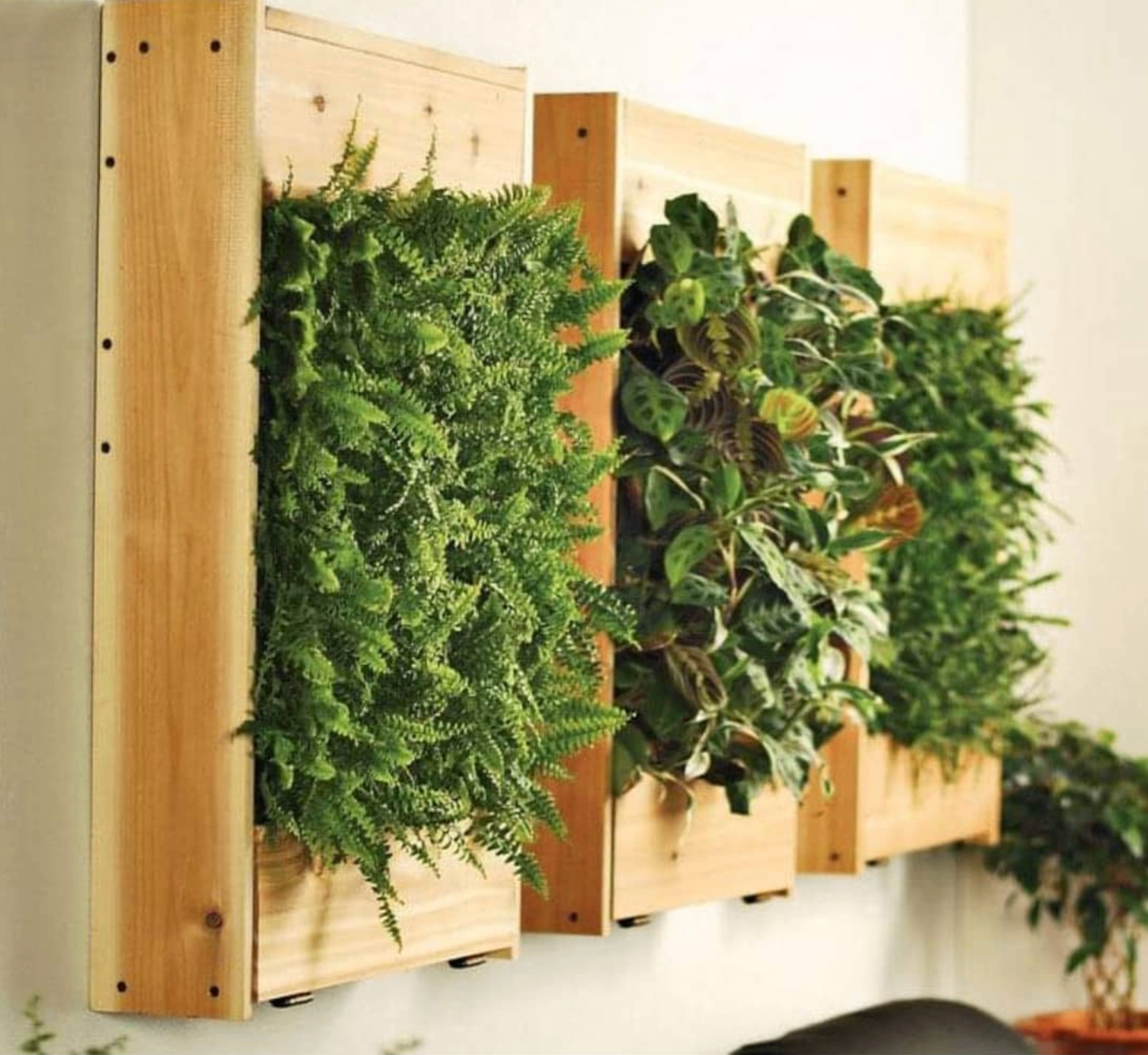 Jardín vertical con paneles de madera y helechos en interior