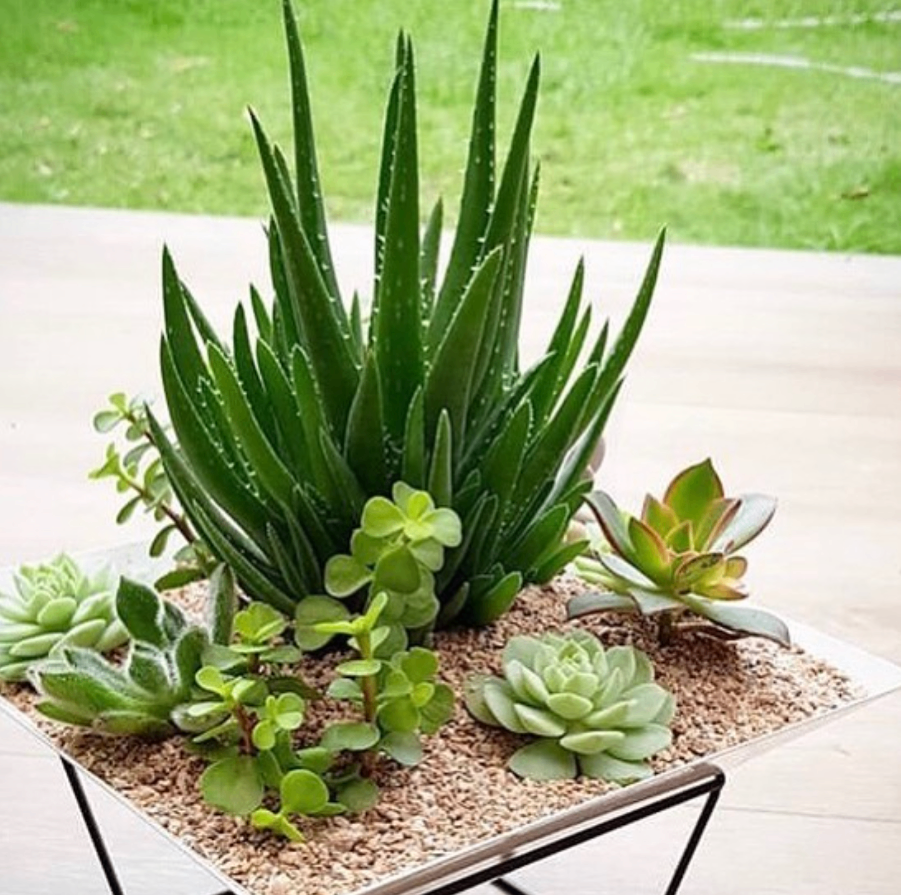 Arreglo de suculentas en maceta decorativa con arena